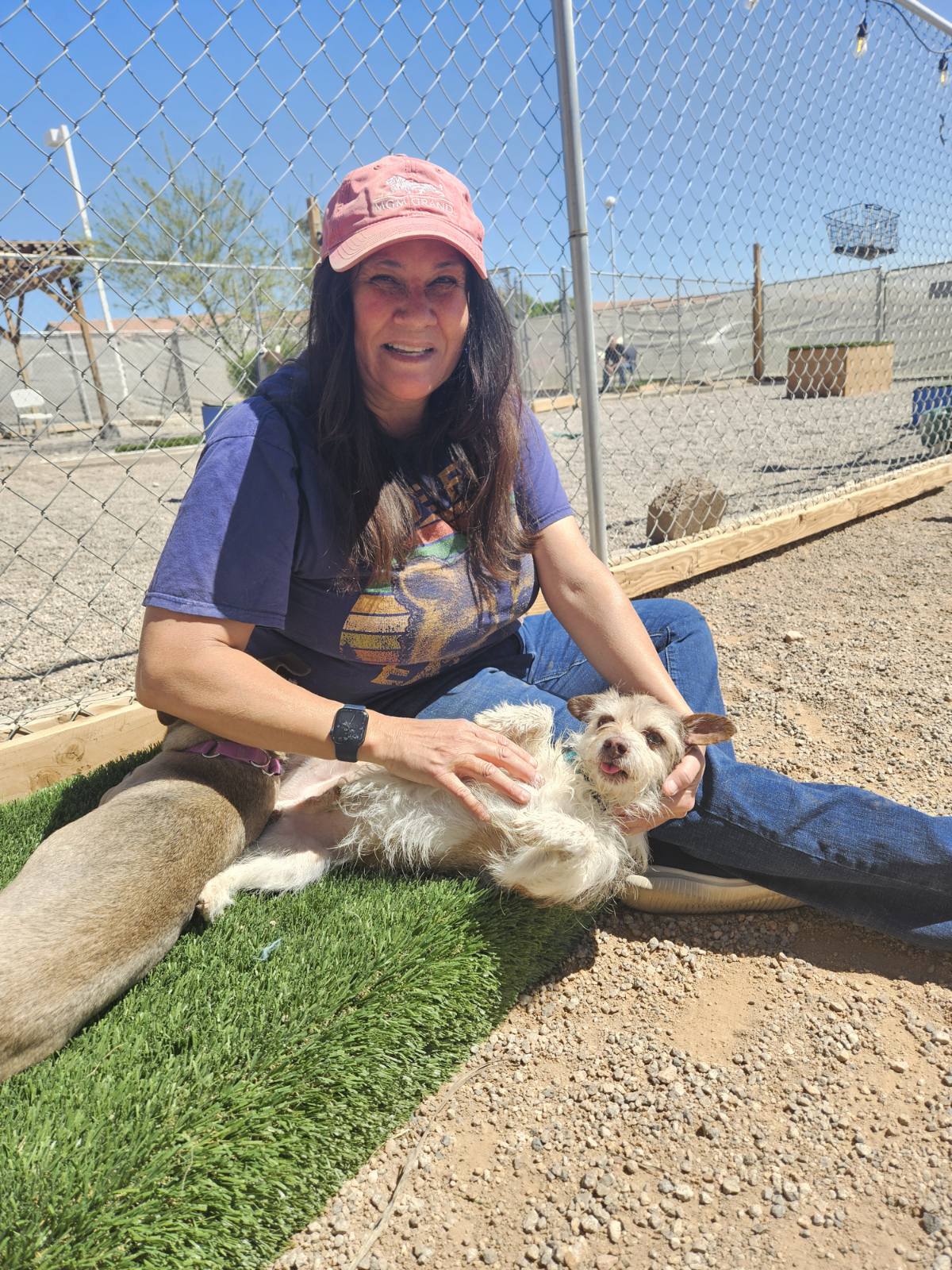 volunteering at a pet rescue shelter